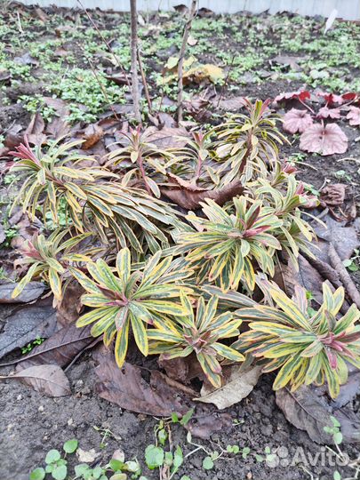 Молочай садовый Эскот Рейнбоу