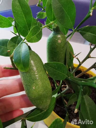 Микроцитрусы