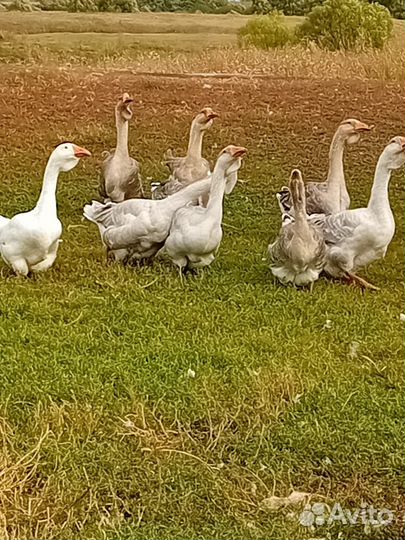 Холмогорские гуси