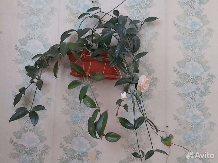 Комнатные цветы