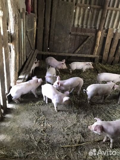 Поросята