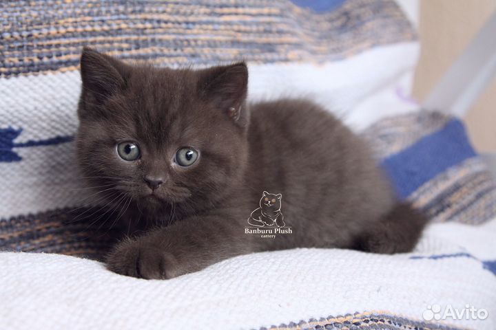 Шоколадные британцы