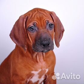 Собаки и щенки🐕 породы Родезийский риджбек: купить недорого в Москве |  Цены на собак | Авито