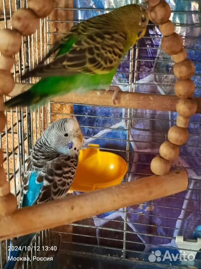 Волнистые попугаи. Самочки. 2.5 мес