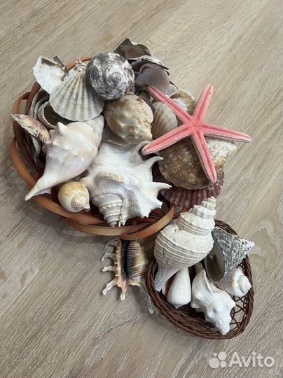 Морские ракушки раковины