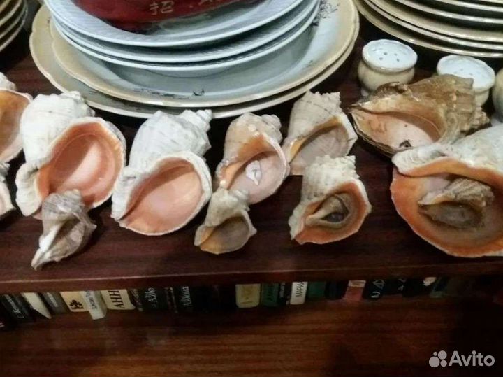 Ракушки морские