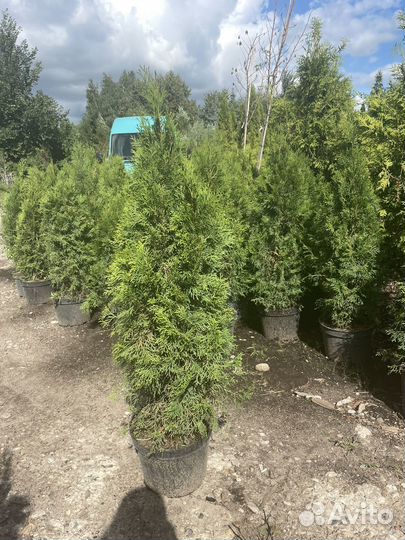 Туя смарагд