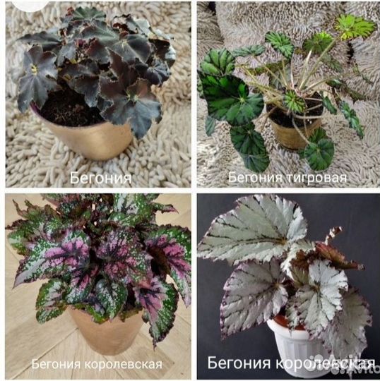 Продаю комнатные цветы