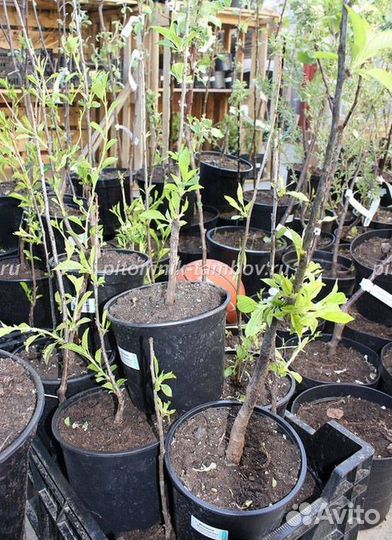 Вишня шоколадница