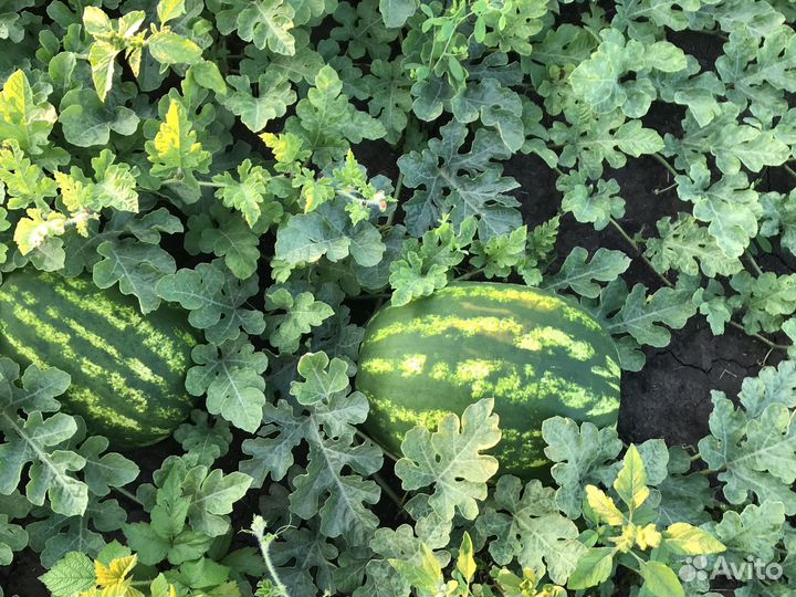 Арбуз Каристан