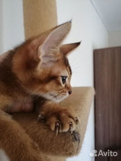 Аббисинские котята