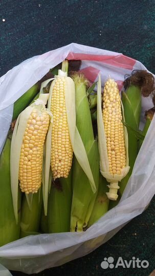 Кукуруза