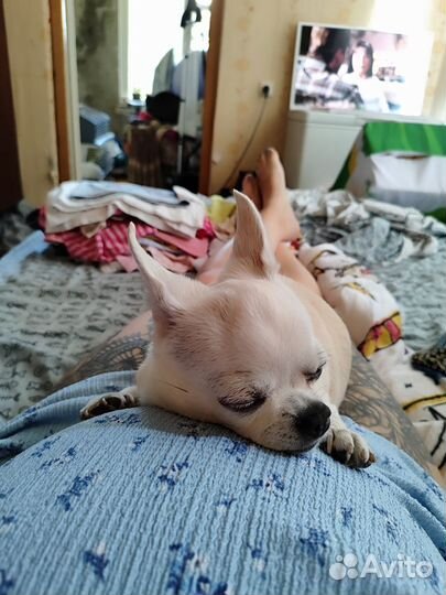 Зоогостиница для животных