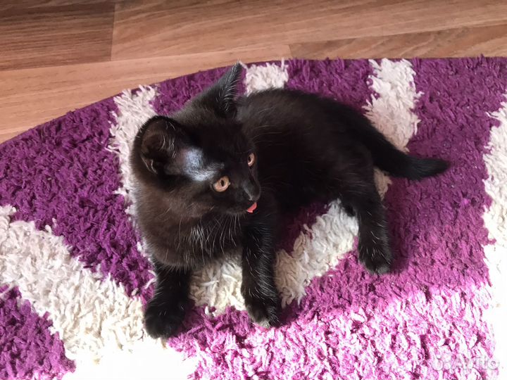 Котята в дар