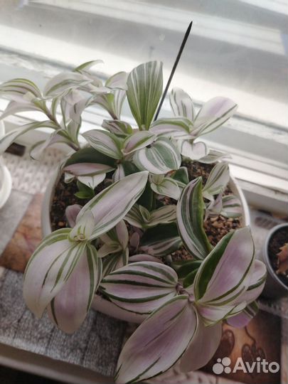 Традесканция