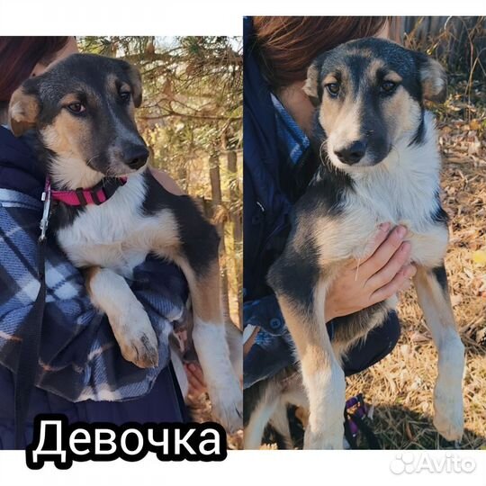 Щенки в добрые руки