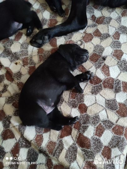 Щенки кане корсо