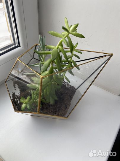Флорариум суккуленты