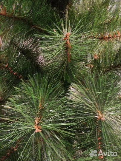 Елка новогодняя 180 см