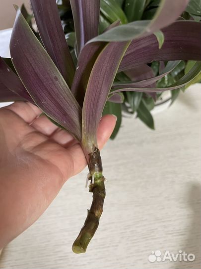 Традесканция разноцветная или рэо