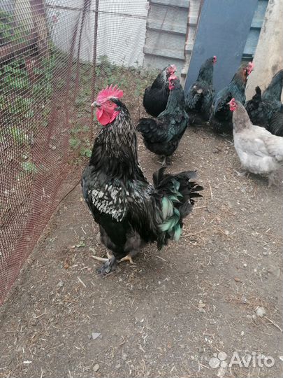 Молодые петухи