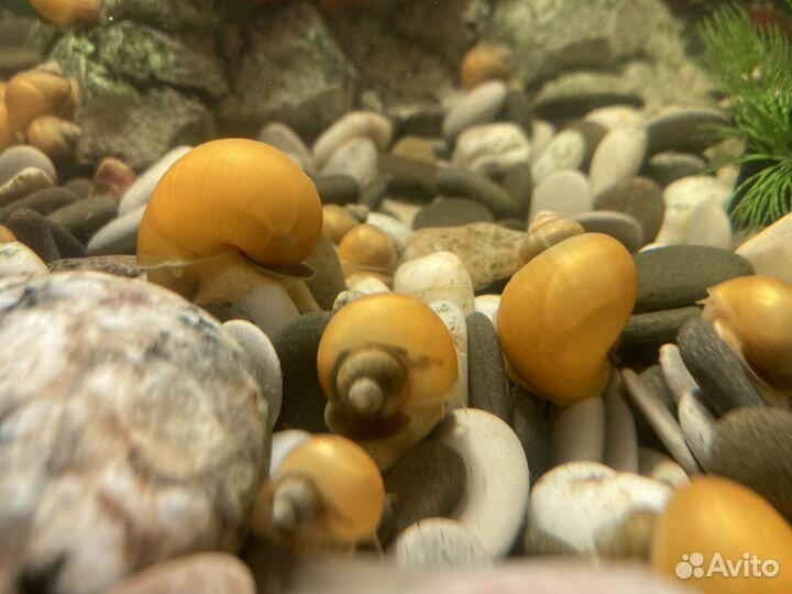 Улитки аквариумные ампулярии