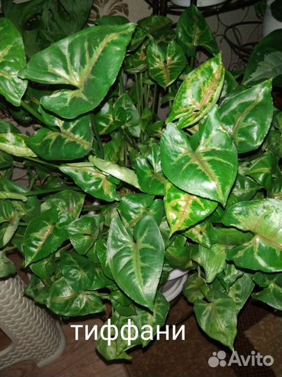 Сингониумы сортовые