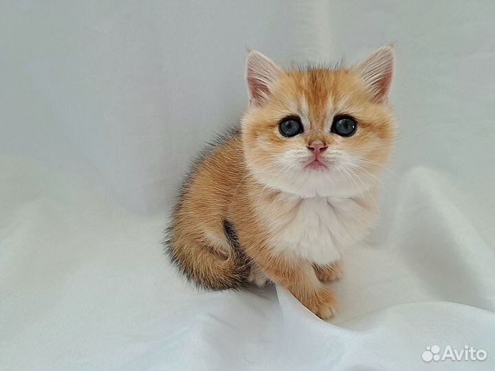 Девочка золотая шиншилла