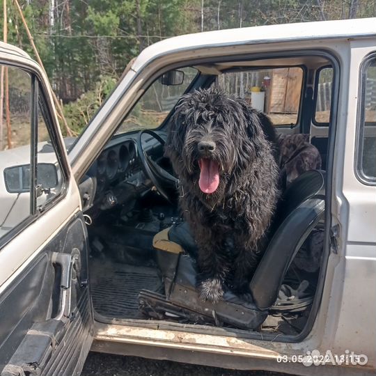 Отдам щенков