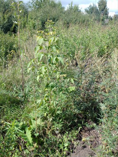 Участок 6 сот. (ИЖС)