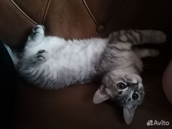 Шотландская кошечка
