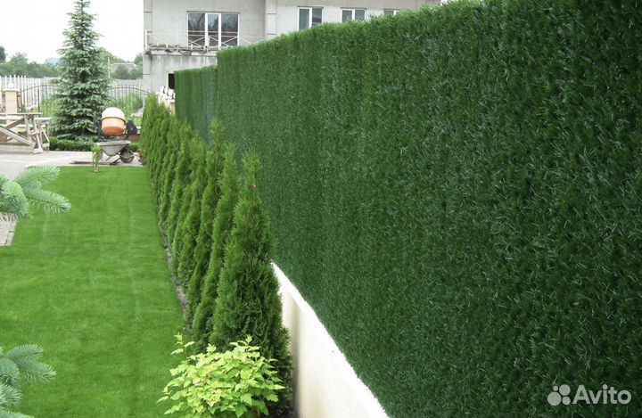 Зеленый забор (калифорнийская изгородь)