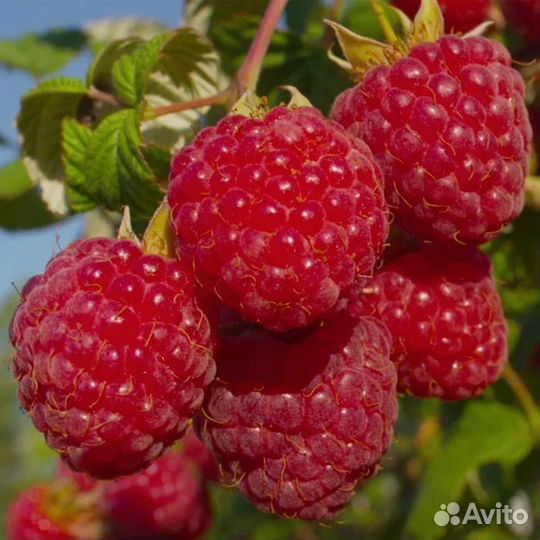 Малина ремонтантная