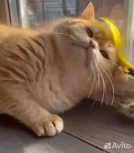 Британский кот Вязка Золото шоколад By 12