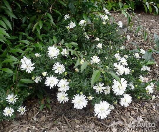 Хризантемы,сентябринки многолетки из своего сада