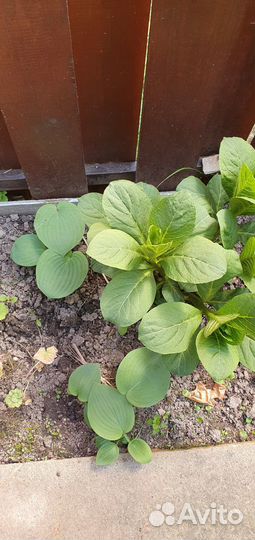 Хоста растение