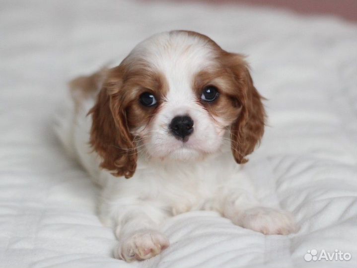 Щенки кавалер кинг чарльз спаниель