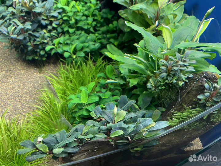 Буцефаландры