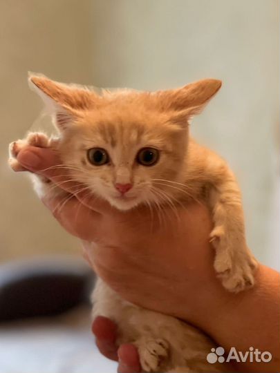 Персиковый котенок в дар