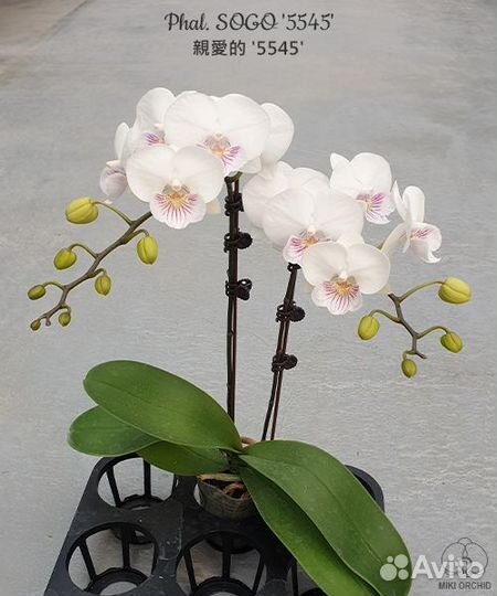 Орхидея Phal. sogo '5545'