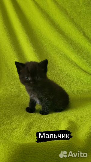 Шотландская