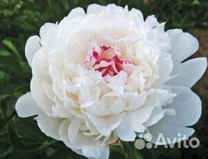 Пион Фестива максима