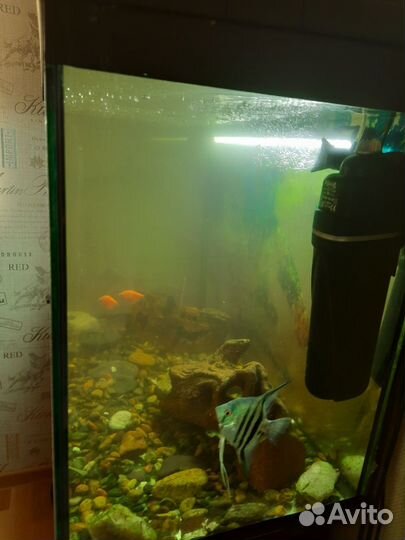 Аквариум