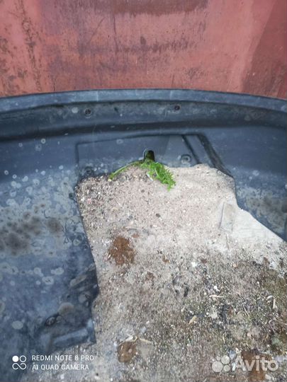 Allroad А6С5 Подкрылок левый 4Z7 821 171A ориг