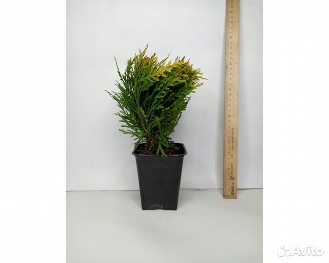 Туя западная Корник