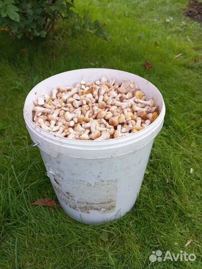 Грибы опята