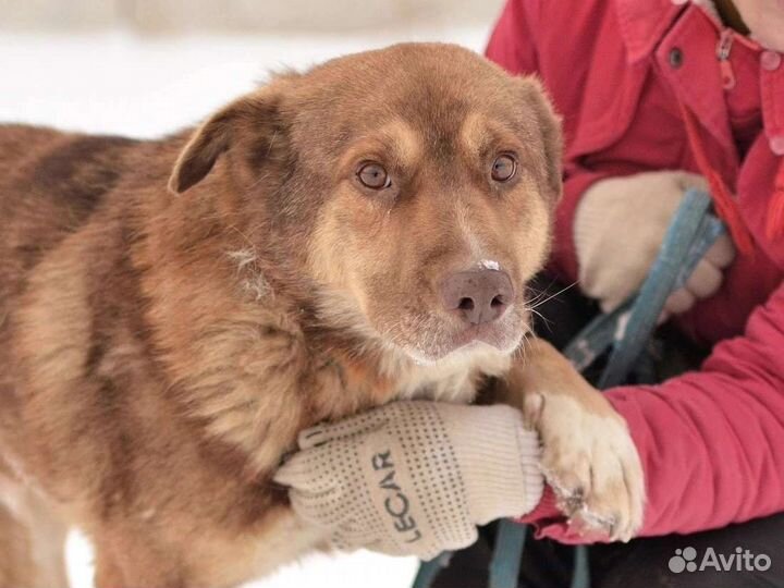 Кофейная собака