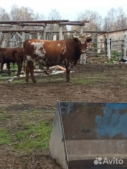 Корова бык