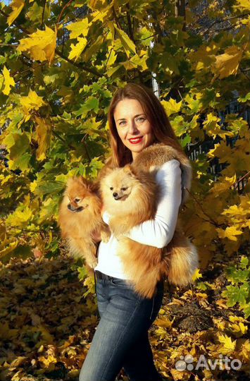 Шпиц для фотосессии