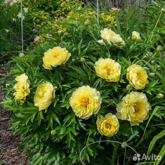 Крупный желтый пион бартцелла - корни в наличии